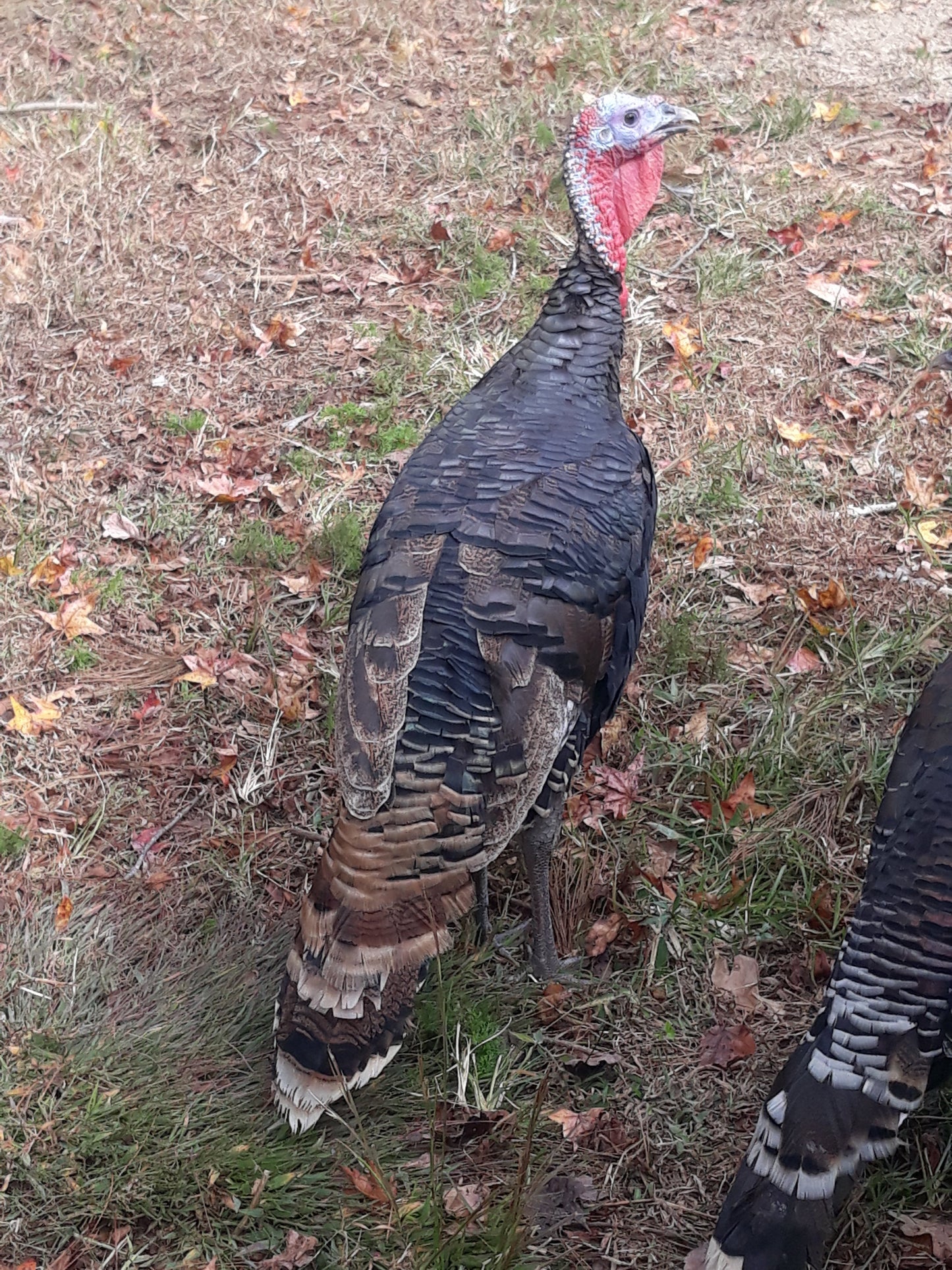 “Imperfect” Pastured Turkey ($5.99/lb)