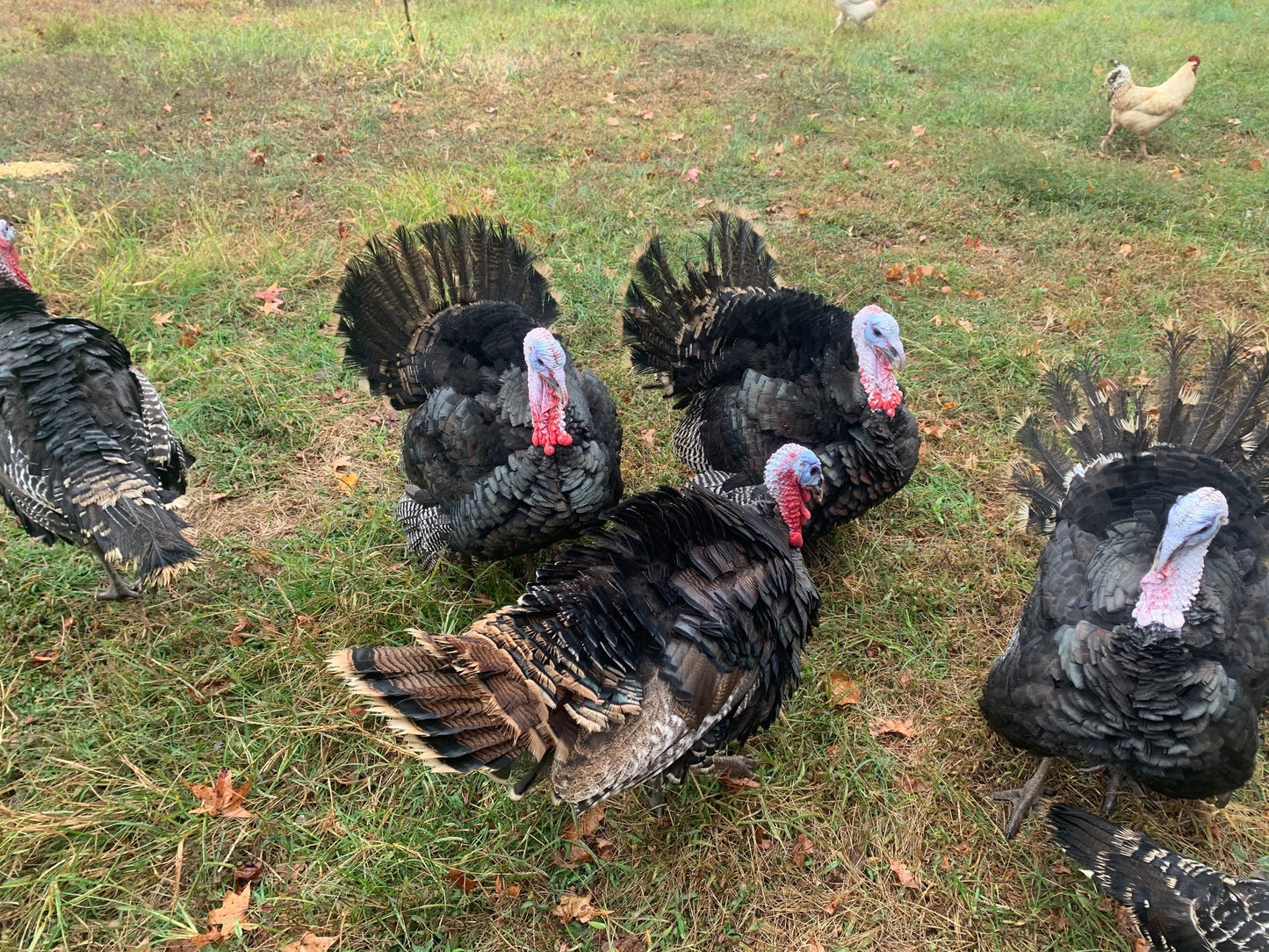 “Imperfect” Pastured Turkey ($5.99/lb)