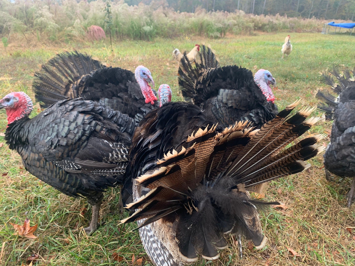 “Imperfect” Pastured Turkey ($5.99/lb)