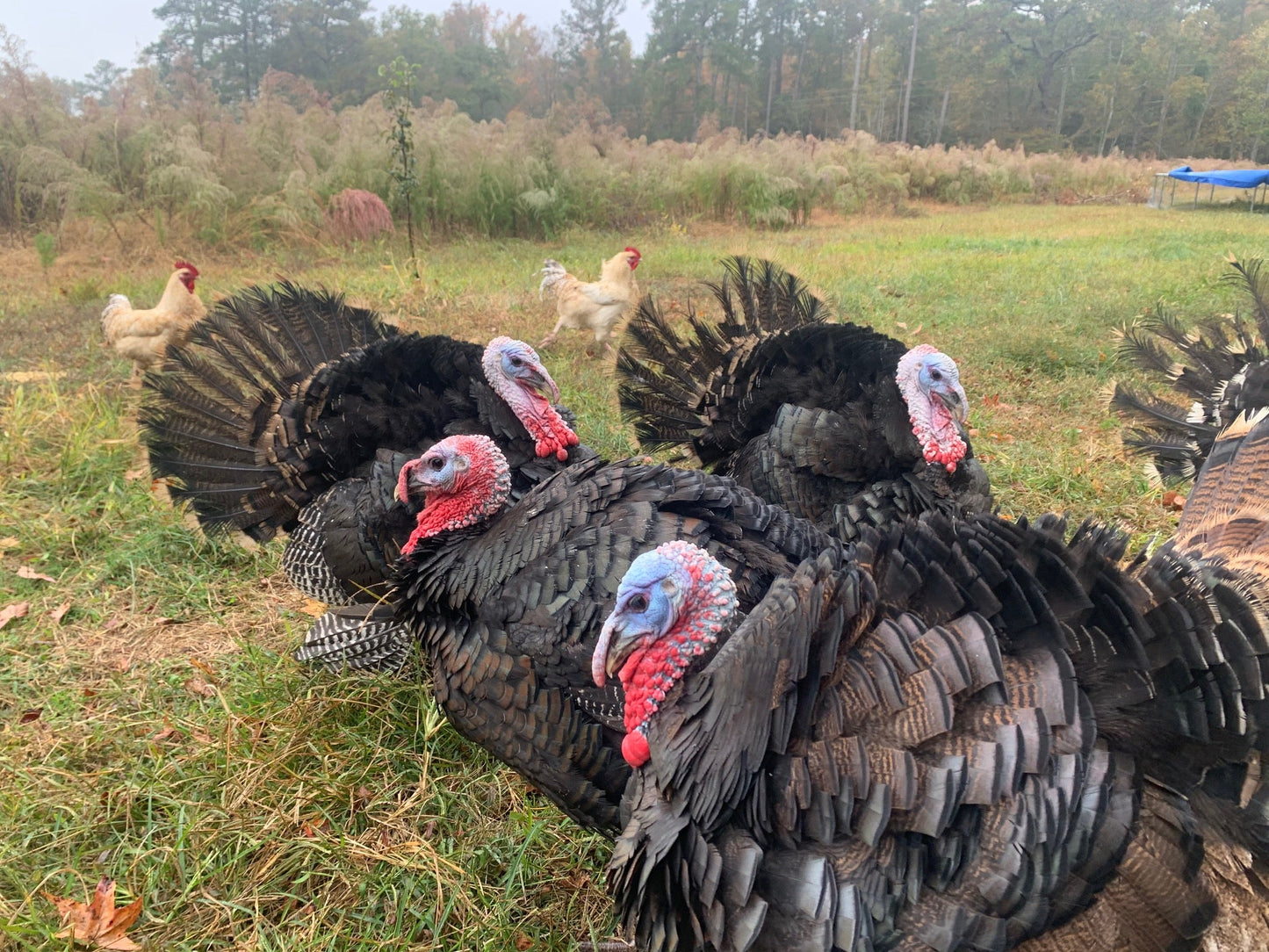 “Imperfect” Pastured Turkey ($5.99/lb)