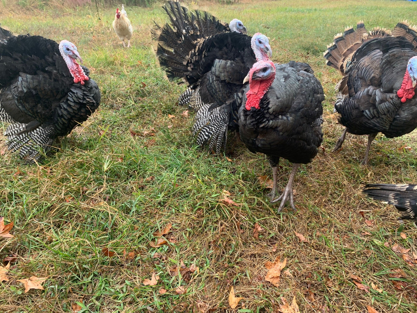 “Imperfect” Pastured Turkey ($5.99/lb)