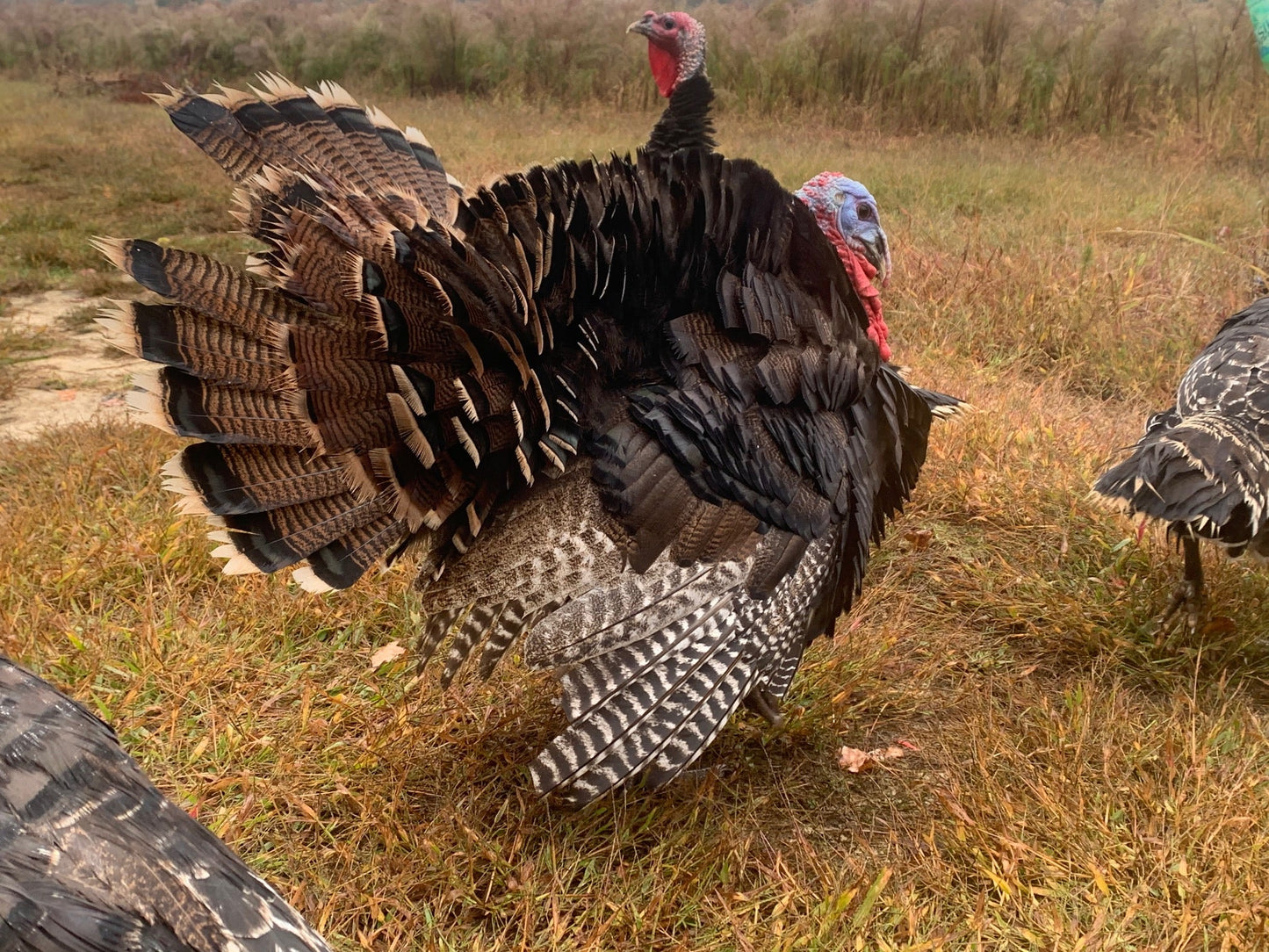 “Imperfect” Pastured Turkey ($5.99/lb)