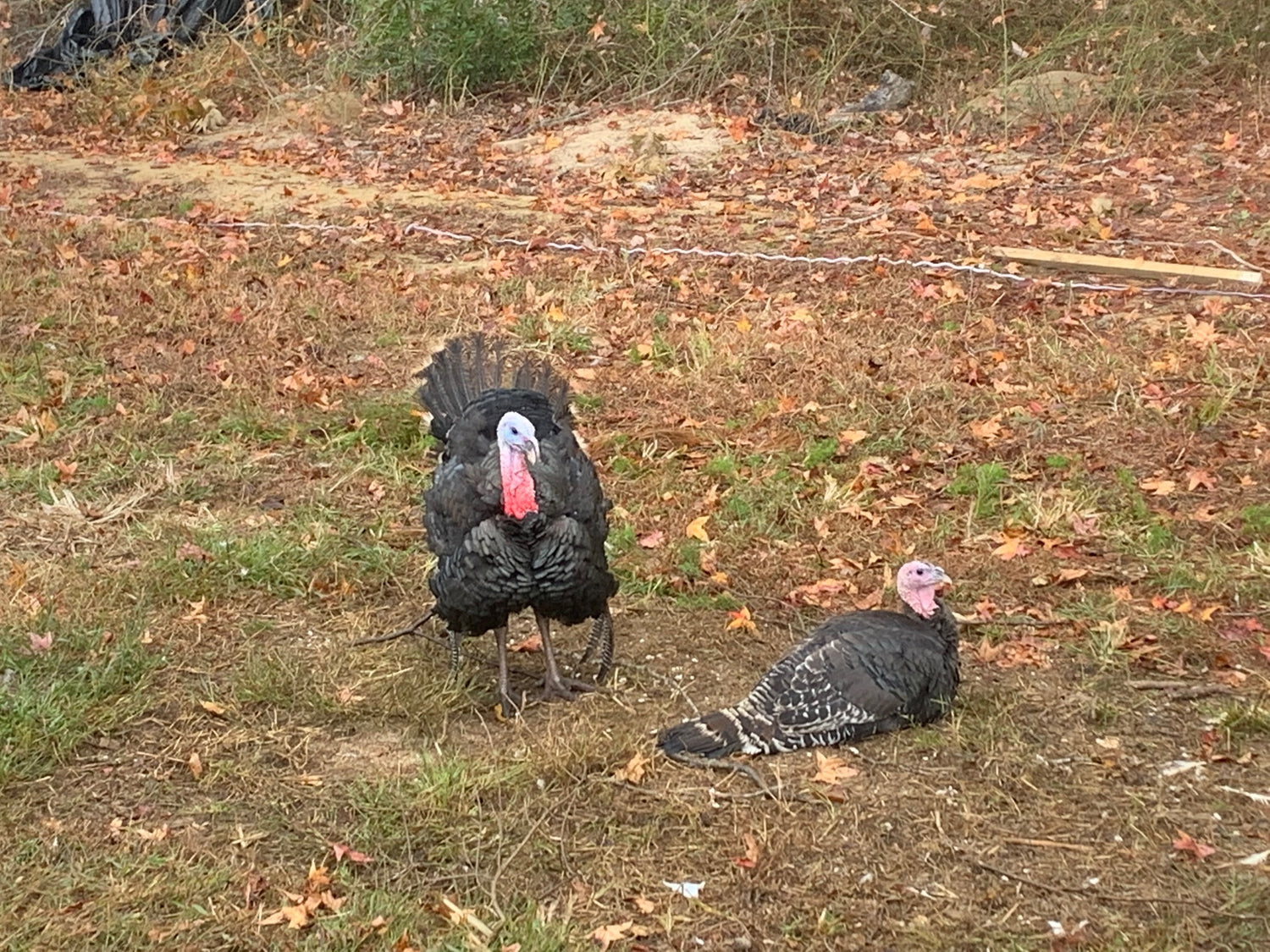 turkeys