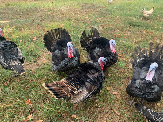 Pastured Turkey ($7.99/lb)