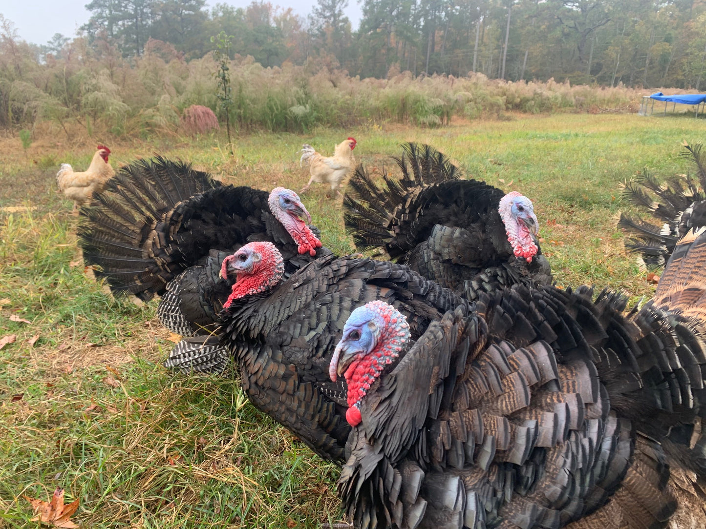 Pastured Turkey ($7.99/lb)