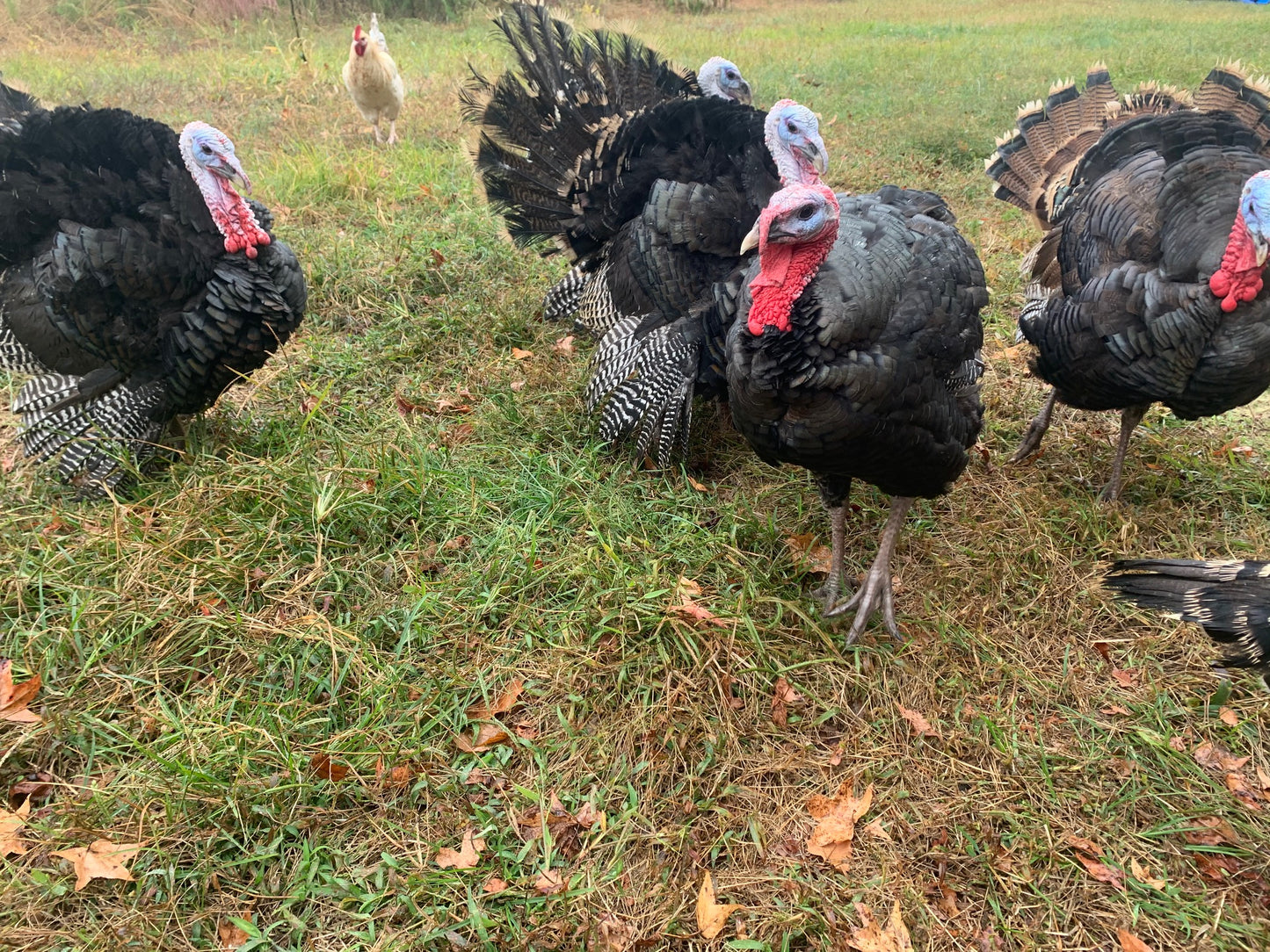 Pastured Turkey ($7.99/lb)