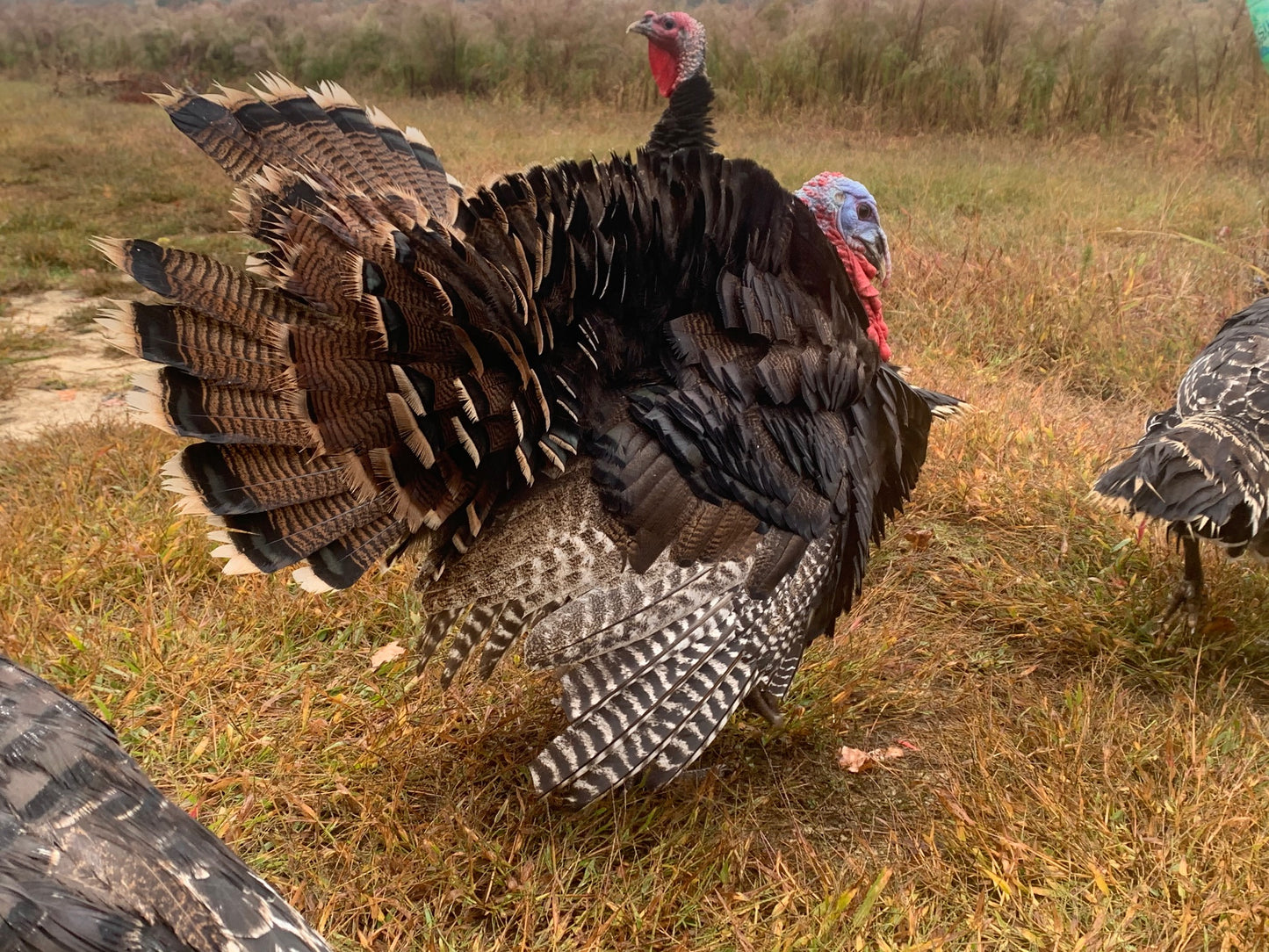 Pastured Turkey ($7.99/lb)